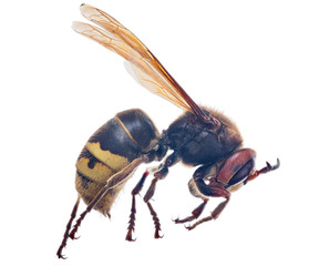 large dark hornet isolated on white