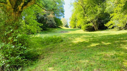 Naklejka premium Mountain meadow