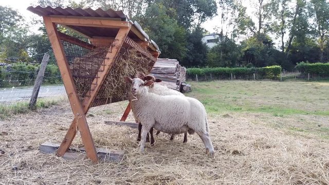 moutons nourriture foin secheresse animaux laine
