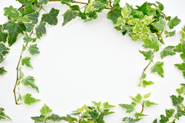 Botanical frame : Ivy on a white background.	