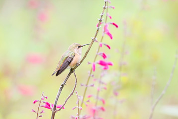 Hummingbird with Flowers