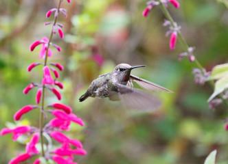Naklejka na ściany i meble Hummingbird with Flowers