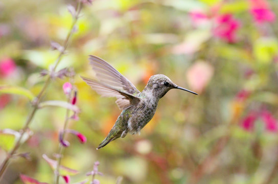 Hummingbird with Flowers