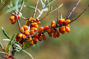 Baies d'argousier sur l'arbuste Hippophae rhamnoides, riches en vitamine C, flavonoïdes et anthocyanes., et réputées pour leurs propriétés médicinales bénéfiques. Alpes du sud, France