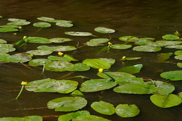 blooming yellow water lilies on the river