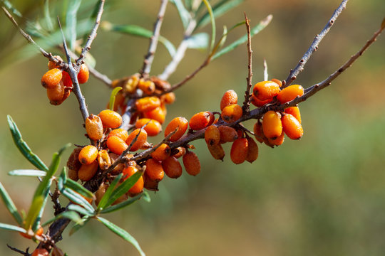 Baies d'argousier sur l'arbuste Hippophae rhamnoides, riches en vitamine C, flavono&iuml;des et anthocyanes., et r&eacute;put&eacute;es pour leurs propri&eacute;t&eacute;s m&eacute;dicinales b&eacute;n&eacute;fiques. Alpes du sud, France