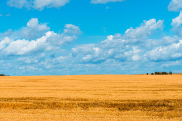 farm field with cereals in autumn. beautiful rural landscape. sky with clouds