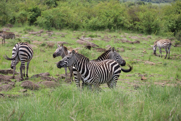 Fototapeta na wymiar Photo of herd of zebra grazing in Maasai Mara, Kenya, Africa
