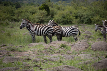 Fototapeta na wymiar Herd of zebras grazing in Masai Mara safari wildlife reserve, Kenya, Africa