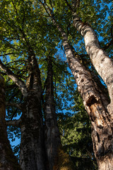 Fototapeta premium giant trees in the park with dense green foliage cover on top on a sunny day