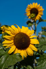 close up of few beautiful yellow sunflowers blooming under the sun under the clear blue sky