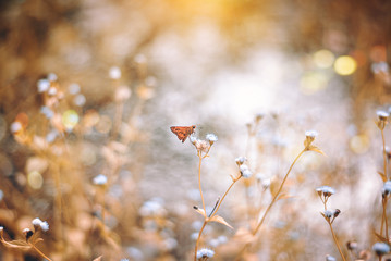 butterfly on a flower at sunset