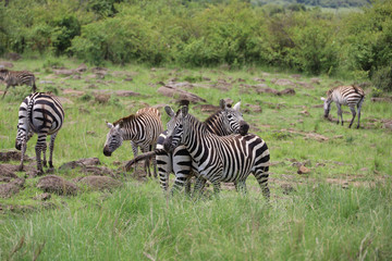 Fototapeta na wymiar Zebras standing side by side grazing in Maasai Mara safari wildlife reserve, Kenya, Africa