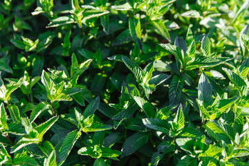 Fototapeta na wymiar Green juicy fragrant mint. Organic mint cultivation. Mint in the sunlight