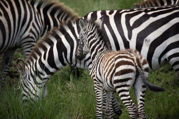 Fototapeta na wymiar Herd of Zebras in Kenya, Africa