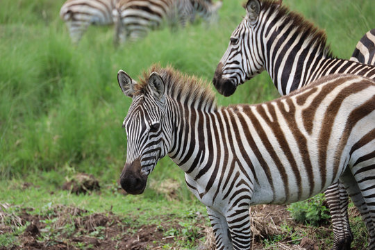Close up photo of cute zebra grazing with herd in Maasai Mara, Kenya, Africa