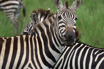 Fototapeta na wymiar Close up photo of zebra looking into camera in Maasai Mara, Kenya, Africa