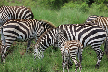 Fototapeta na wymiar Topi in Masai Mara safari wildlife reserve, Kenya, Africa