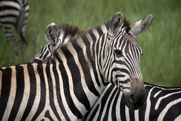 Fototapeta na wymiar Herd of Zebras in Kenya, Africa