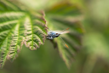 Butterfly close-up on a green blurry background. The head of the butterfly in selective focus. Looks directly at the camera. Blurred background of leaves. Blue butterfly in a beautiful bokeh.