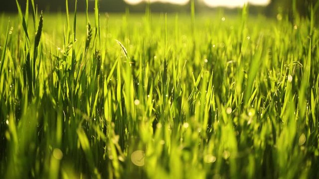 Slowly panning across young wheat and wild grass shoots covered in dew in the English countryside