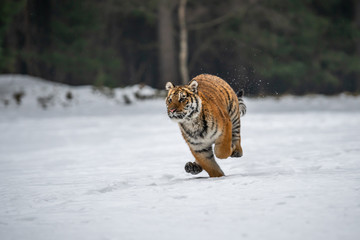 Siberian Tiger running in snow. Beautiful, dynamic and powerful photo of this majestic animal. Set in environment typical for this amazing animal. Birches and meadows