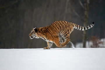 Siberian Tiger running in snow. Beautiful, dynamic and powerful photo of this majestic animal. Set in environment typical for this amazing animal. Birches and meadows