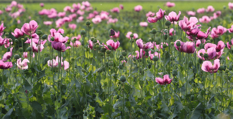 Field of pink opium poppy, Papaver somniferum in Afghanistan