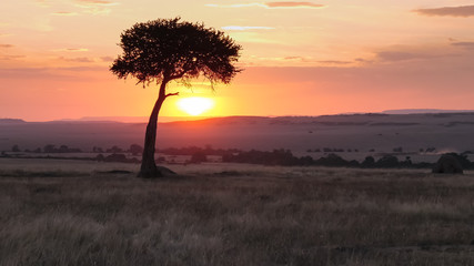 wide angle shot of an acacia tree at sunset in masai mara