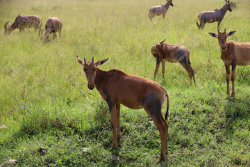 Topi in Masai Mara safari wildlife reserve, Kenya, Africa
