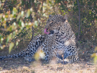 leopard resting in shade licks its lips at masai mara
