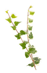  ivy leaves isolated