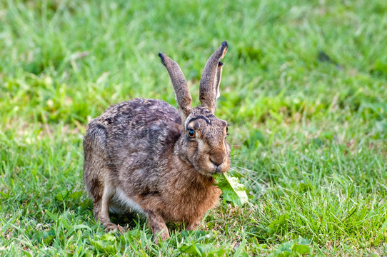 Brown hare with a leaf in its mouth