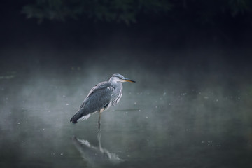 Gray heron (Ardea cinerea) standing on the water