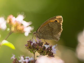 Obraz premium Celle, 25.09.2020