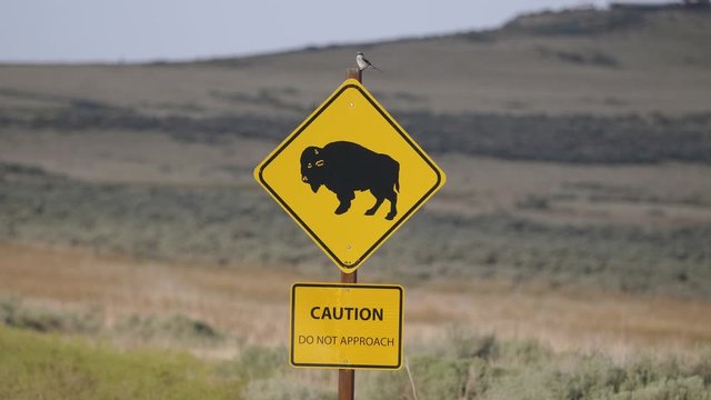 Bison Caution Sign with a Bird Sitting on Top