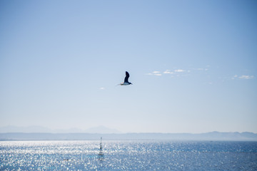 seagull flies over beautiful sea water
