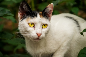 Katze auf der Straße