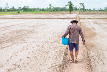 Back view of old farmer with blue bucket walking at rice farm