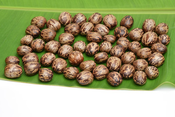 Rubber seed (Hevea brasiliensis) on green banana leaves with white background.