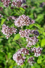 Oregano (Lat. Origanum vulgare) blooms in the garden