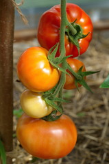 Maturing tomatoes in a greenhouse close-up