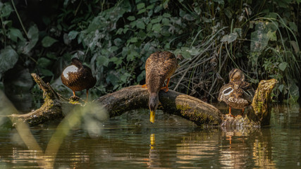 ente, bird, stockente, wasser, tier, natur, wild lebende tiere, wild, see