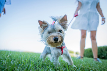 little beautiful dog on the green grass against the backdrop of the sea. yorkie, hairstyle beautiful puppy. a playful dog plays in the yard and in the park.