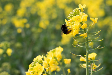 Biene bestäubt Rapsblüte