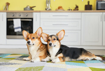 Cute corgi dogs in kitchen at home