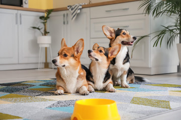 Cute corgi dogs in kitchen at home