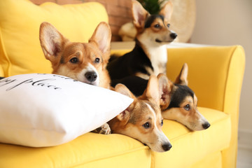 Cute corgi dogs resting on sofa at home