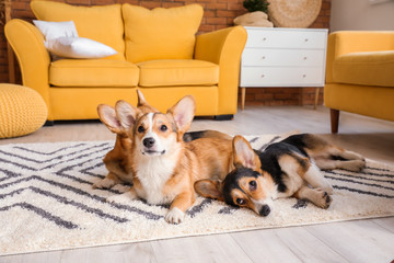 Cute corgi dogs lying on floor at home