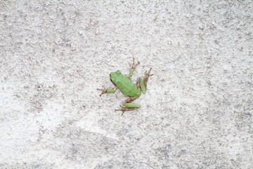 Japanese Tree Frog on an Aged White Wall with Natural Patina